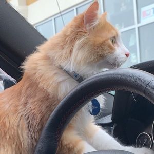 Meet your Posher, Maya